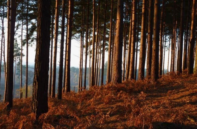 Леса «Германии» и открывающая битва