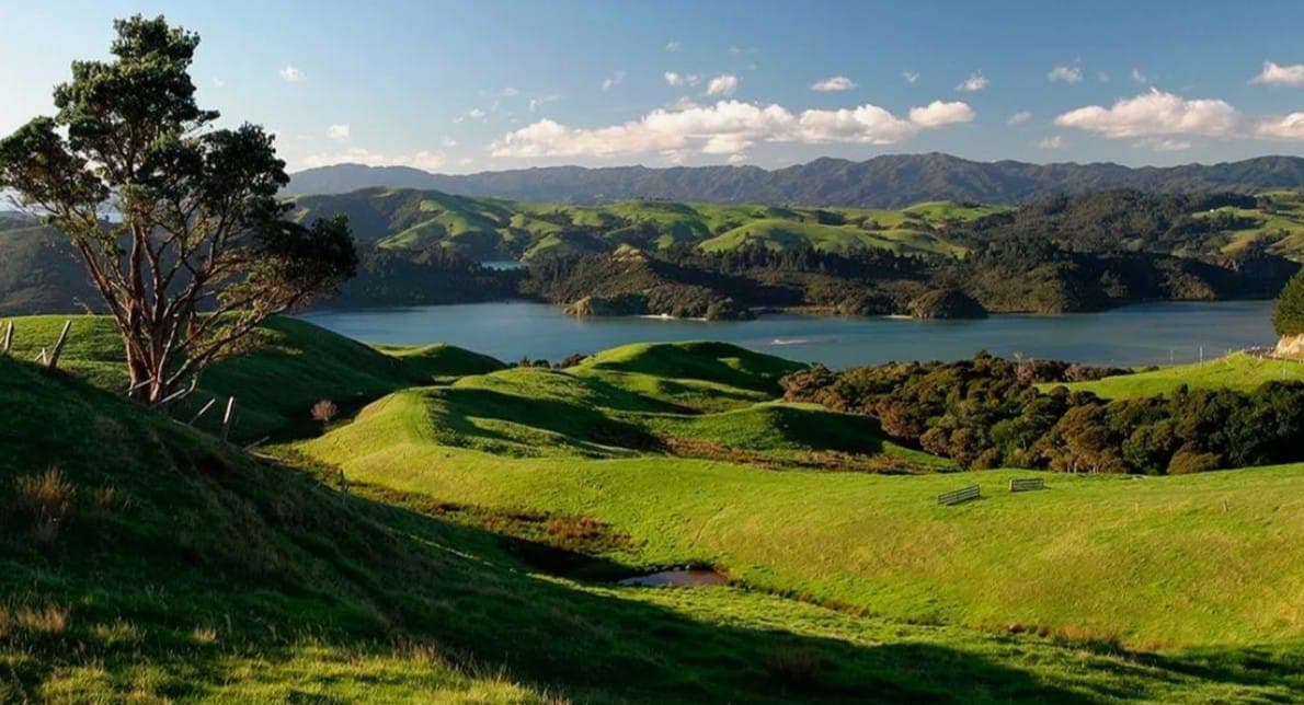 Северный остров, Новая Зеландия. Чего-чего, а сочной зеленой травы здесь предостаточно. Фото: beeline.tv