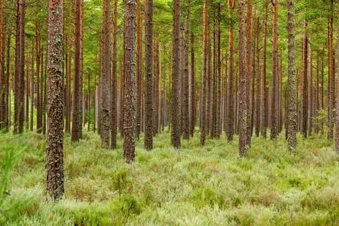 Лес Калбин (Culbin). Фото: livebreathescotland.com